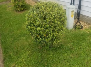 Bush Trimming by Justin Cosgro for Tania D. in Hampton, VA