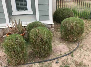 Bush Trimming by Edward Walsh for Nonso M. in San Bernardino, CA