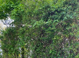 Bush Trimming by Dimas Lopez for Laura G. in Baltimore, MD