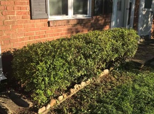 Bush Trimming by Kamonta Hackey for Angelica C. in Alexandria, VA