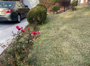 Bradley D.'s Bush Trimming service result