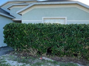 Bush Trimming by Jeff Osbeck for Katie W. in Kissimmee, FL