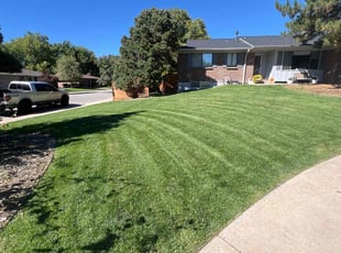 Allison M.'s Grass Cutting service result