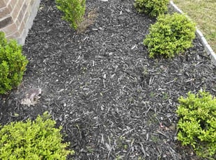Weeding by Jessie Riley for Douglas E. in Weatherford, TX
