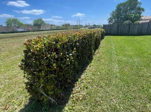 Catrina J.'s Lawn Service service result