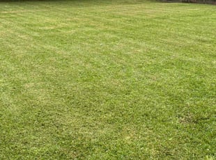 Jason A.'s Lawn Mowing service result