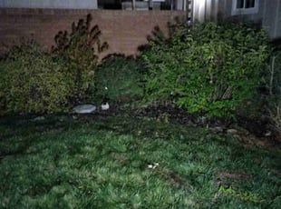 Bush Trimming by Valerie Ritz for Lizabeth L. in Boise, ID