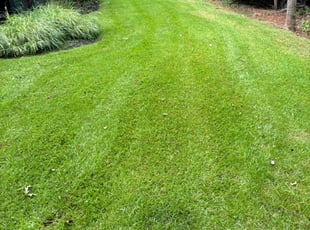 Daniel S.'s Grass Cutting service result