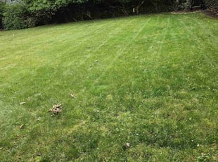 Thecla H.'s Lawn Mowing Service service result