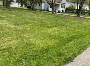 Sanjay P.'s Yard Cutting service result