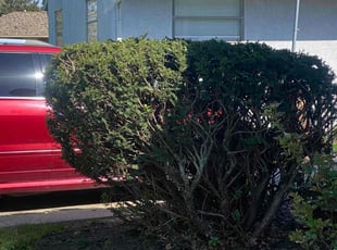 Bush Trimming by Donathan Johnson for Christina S. in Columbus, OH