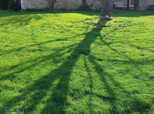 Dwayne M.'s Lawn Care service result