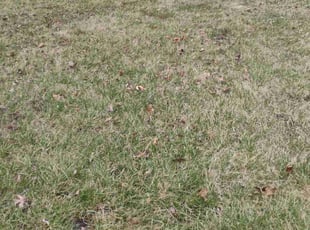 Weeding by Timothy Blakley for Efrain M. in Troy, MI