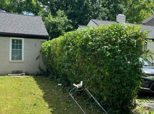 Bush Trimming by Nathaniel Stanley for Torryon C. in Atlanta, GA