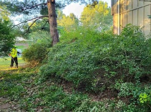 Bush Trimming by Cameron Lewis for Marcie M. in Overland Park, KS