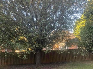Weeding by John Rhodes for Aaron F. in Gastonia, NC