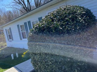 Bush Trimming by Jose Tejeda for KATHY Z. in Manheim, PA