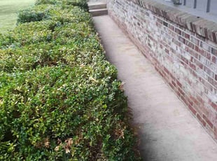 Bush Trimming by Howard Jennings for Spencer W. in Rogers, AR