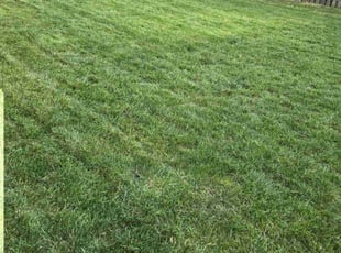 Rene P.'s Yard Cutting service result