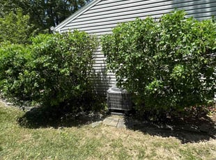 Bush Trimming by Fidel Rodriguez for Patrick H. in Alexandria, VA