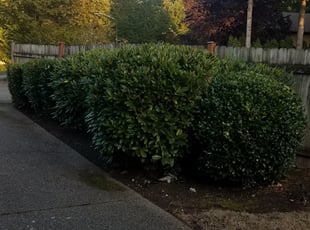 Jack P.'s Bush Trimming service result