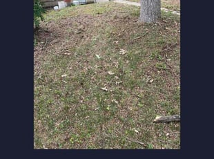 Leaf Removal by Timothy Miller for Phillip H. in Minneapolis, MN
