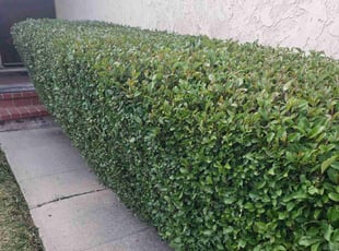 Bush Trimming by William Aguilar for Sharon A. in Compton, CA