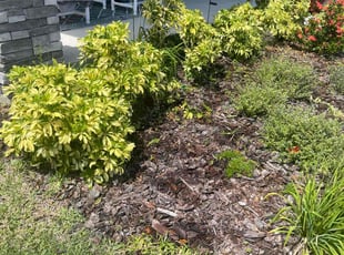 Angela T.'s Flower Bed Weeding service result