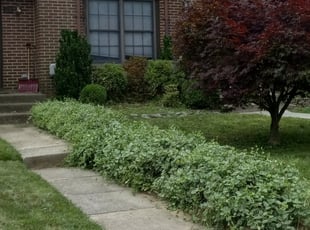 Bush Trimming by Juanita Weddington for Andrew A. in Lutherville-Timonium, MD
