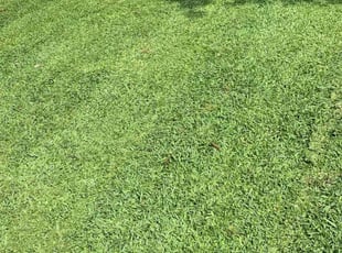 Anthony B.'s Lawn Maintenance service result