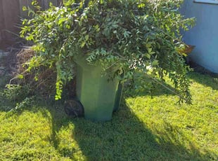 Bush Trimming by Arlus Potter for Kurtis S. in Fremont, CA