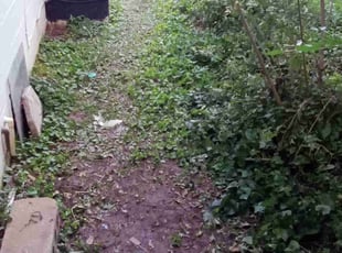 Cleanups by Dontai Jackson for Hayley J. in Jeffersonville, IN
