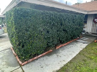 Bush Trimming by Jvon Robinson for David W. in Riverside, CA