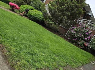 Michael D.'s Lawn Mowing service result