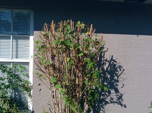 Bush Trimming by Marvel Carmichael for Gary P. in Orlando, FL