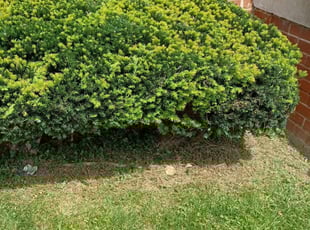 Bush Trimming by Edwin Villagran for Beverly W. in Silver Spring, MD