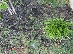 Weeding by Erik de JesΓΊs Prado Sanchez for Bruno A. in Leander, TX