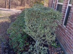 Bush Trimming by Jose Rodriguez for Chris S. in Porter, TX