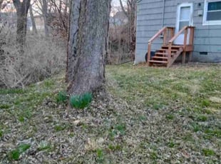 Leaf Removal by Roger Nickell II for Scudo P. in Independence, MO