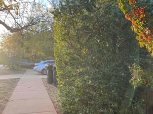 Bush Trimming by Jessie Revilla Sanchez for Ashleigh L. in Oklahoma City, OK