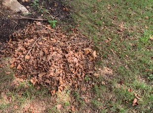 Bush Trimming by Taequez Davis for Dmitri H. in Norfolk, VA