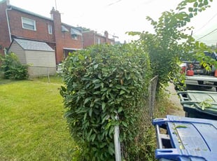 Bush Trimming by Amber Fuentes for Theresa H. in Washington, DC