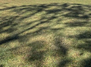 Shelly G.'s Yard Cutting service result