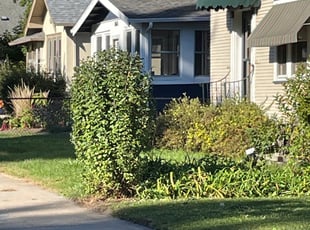 Bush Trimming by Steve Stensland for Donald C. in Minneapolis, MN