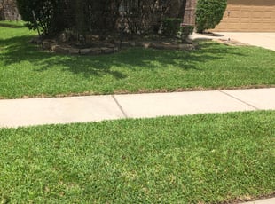 Bush Trimming by Patricia Gonzalez for Tameka W. in Humble, TX