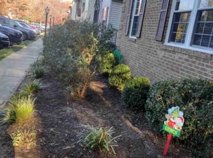 Bush Trimming by Rómulo González for Charity M. in Alexandria, VA
