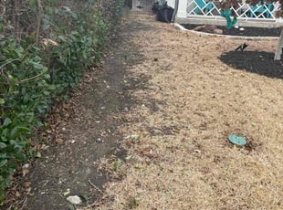 Bush Trimming by Victor Ramirez for Tolga D. in Dallas, TX