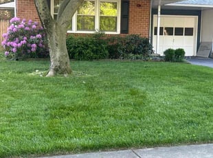Patricia T.'s Lawn Mowing service result