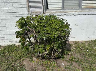Bush Trimming by Harold Cummings for Tyler V. in Indian Harbour Beach, FL