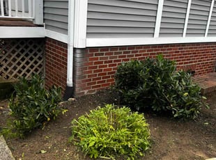 Rosa l.'s Bush Trimming service result